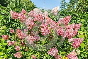 Hydrangea paniculata Vanille Fraise / Rehny photo