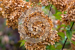 Hydrangea paniculata Vanille Fraise / Rehny