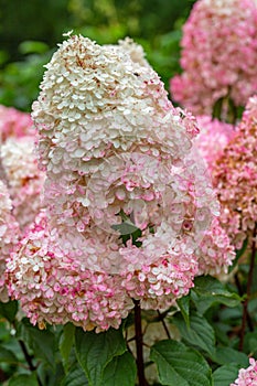 Hydrangea paniculata Vanille Fraise / Rehny