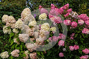 Hydrangea paniculata Vanille Fraise / Rehny