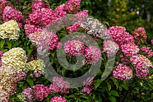 Hydrangea paniculata Vanille Fraise / Rehny