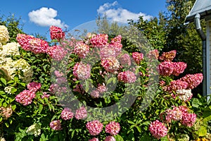 Hydrangea paniculata Vanille Fraise / Rehny