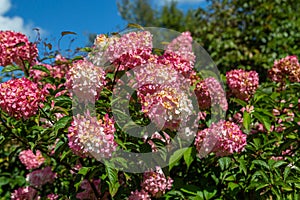 Hydrangea paniculata Vanille Fraise / Rehny