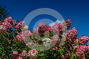 Hydrangea paniculata Vanille Fraise / Rehny