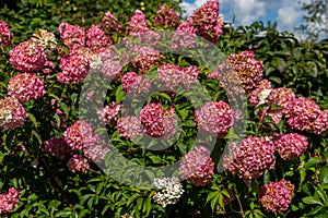 Hydrangea paniculata Vanille Fraise / Rehny