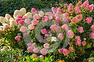 Hydrangea paniculata Vanille Fraise / Rehny