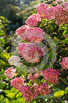 Hydrangea paniculata Vanille Fraise / Rehny