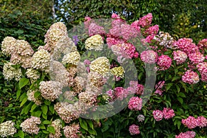 Hydrangea paniculata Vanille Fraise / Rehny photo