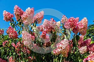Hydrangea paniculata Vanille Fraise / Rehny photo