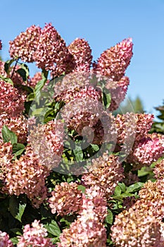 Hydrangea paniculata Vanille Fraise on a stem