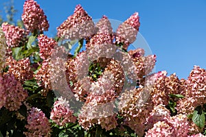 Hydrangea paniculata Vanille Fraise on a stem