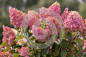 Hydrangea paniculata Vanille Fraise on a stem