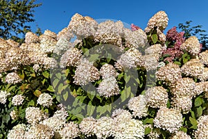 Hydrangea paniculata Vanille Fraise on a stem