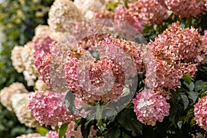 Hydrangea paniculata Vanille Fraise on a stem