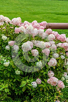 Hydrangea paniculata Vanille Fraise on a stem