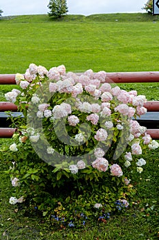 Hydrangea paniculata Vanille Fraise on a stem