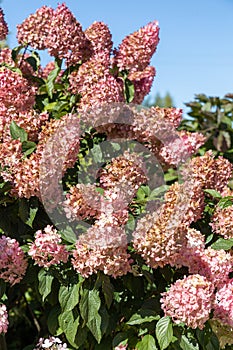 Hydrangea paniculata Vanille Fraise on a stem