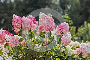 Hydrangea paniculata Vanille Fraise on a stem photo