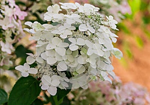 Hydrangea paniculata variety wims red, clusters of small white flowers