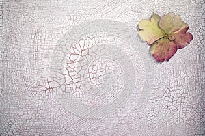 Hydrangea petals on a crackled paint surface