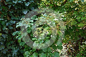 Hydrangea petiolaris blooms in August. Berlin, Germany.