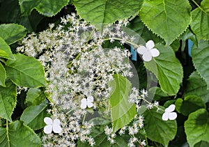 Hydrangea petiolaris, a climbing hydrangea