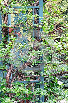 Hydrangea petiolaris. Young green leaves of Hydrangea petiolaris in spring. Climbing Hydrangea