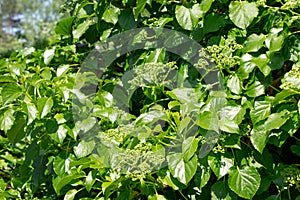 Hydrangea petiolaris. Young green leaves of Hydrangea petiolaris in spring. Climbing Hydrangea. Green leaves of plant