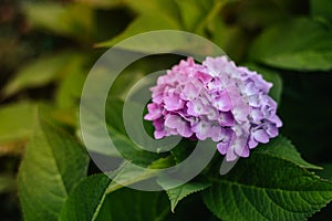 Hydrangea is pink, blue, lilac, violet, purple bushes of flowers are blooming in spring and summer at sunset in town garden