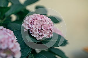 Hydrangea is pink, blue, lilac, violet, purple flowers are blooming in spring and summer at sunset in town garden.