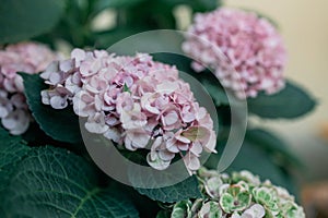 Hydrangea is pink, blue, lilac, violet, purple flowers are blooming in spring and summer at sunset in town garden.