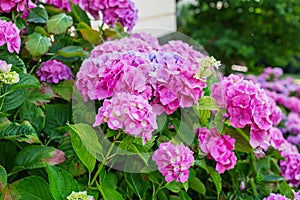 Hydrangea is pink, blue, lilac, violet, purple, white flowers ar