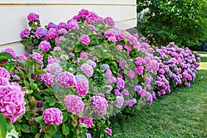 Hydrangea is pink, blue, lilac, violet, purple, white flowers ar