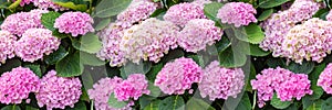 Hydrangea pink flowers, hydrangea bloom in nature, background wallpaper panorama banner