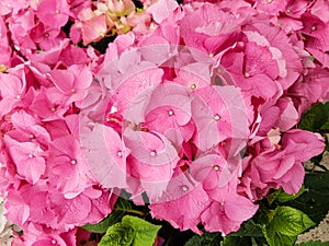 Hydrangea with pink leaves