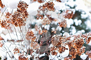 Hydrangea plants with  blossoms  in winter time covered  with snow in the garden in daylight