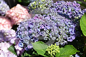 Hydrangea