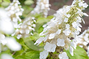 Hydrangea quercifolia flower photo