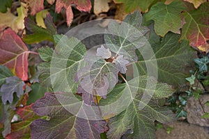 Hydrangea quercifolia multicolored foliage photo