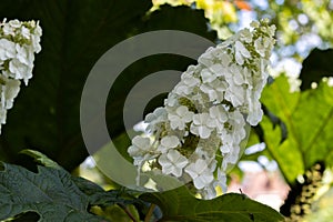 Hydrangea quercifolia Snowflake photo