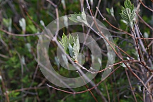 Hydrangea quercifolia sprouts photo