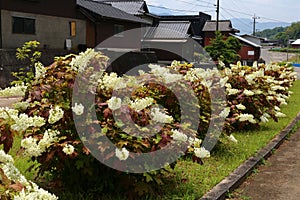 Hydrangea quercifolia photo