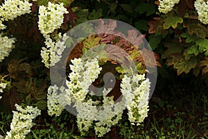 Hydrangea quercifolia photo