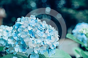 Hydrangea in rainy season