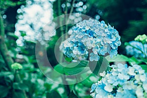Hydrangea in rainy season