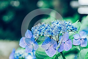 Hydrangea in rainy season