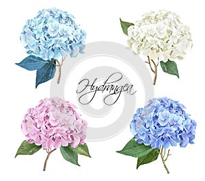 Hydrangea realistic illustration set