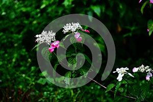 Hydrangea serrata \'Beni-gaku\' flowers. photo