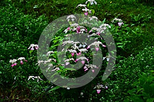 Hydrangea serrata \'Beni-gaku\' flowers. photo