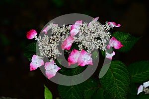 Hydrangea serrata \'Beni-gaku\' flowers. photo